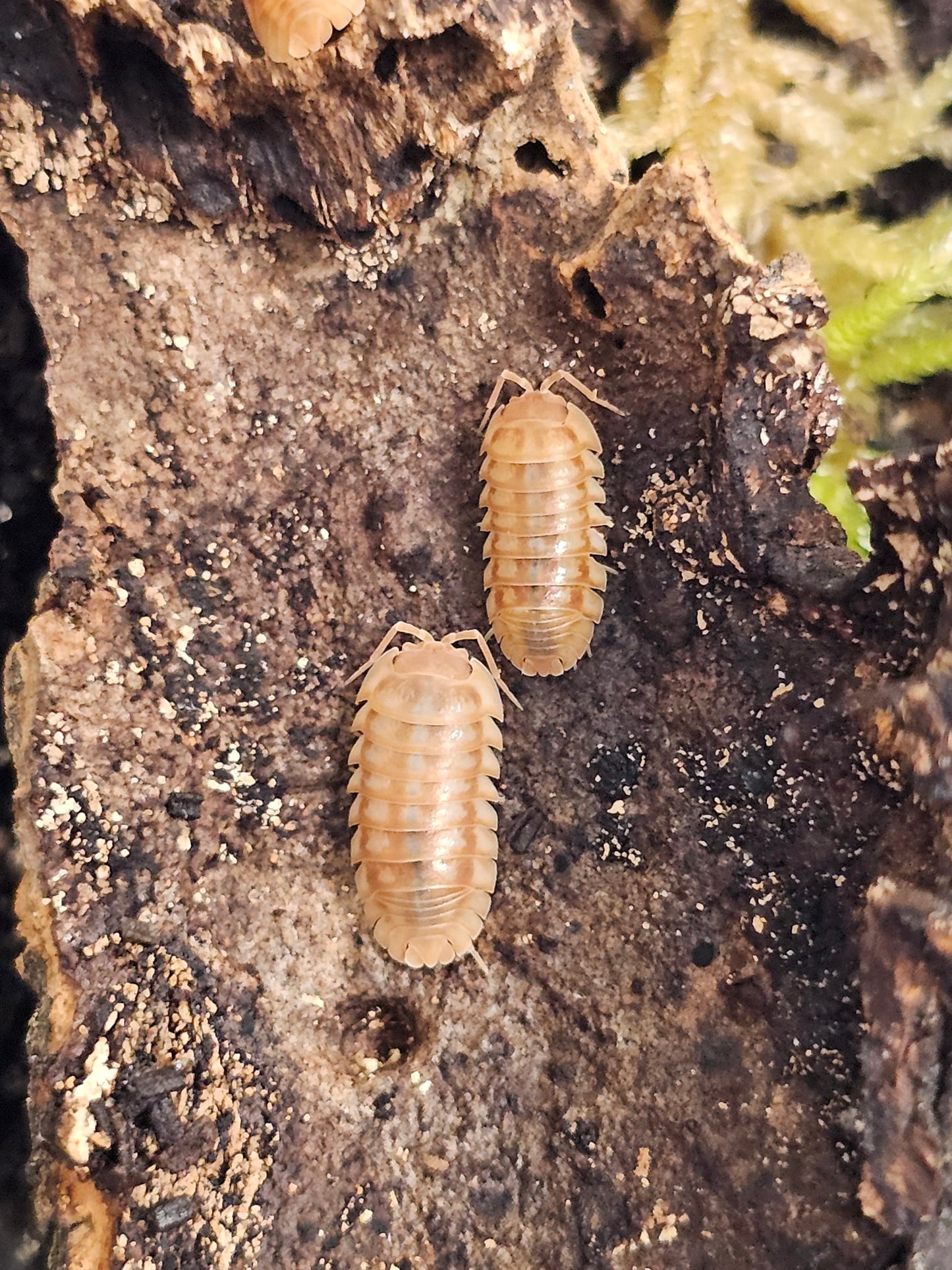 Armadillidium nasatum peach Lots de 10