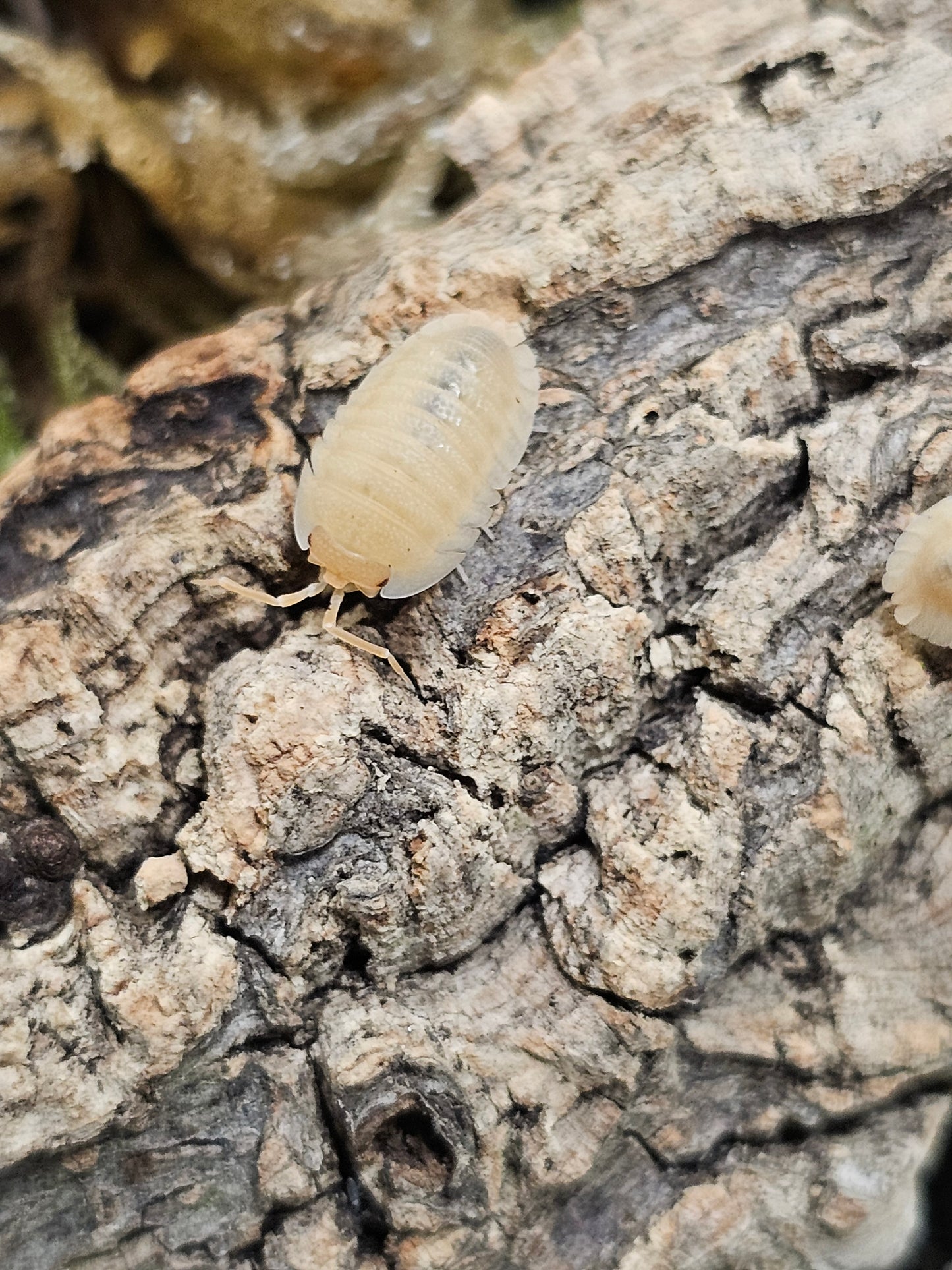 Armadillidium pallasii orange