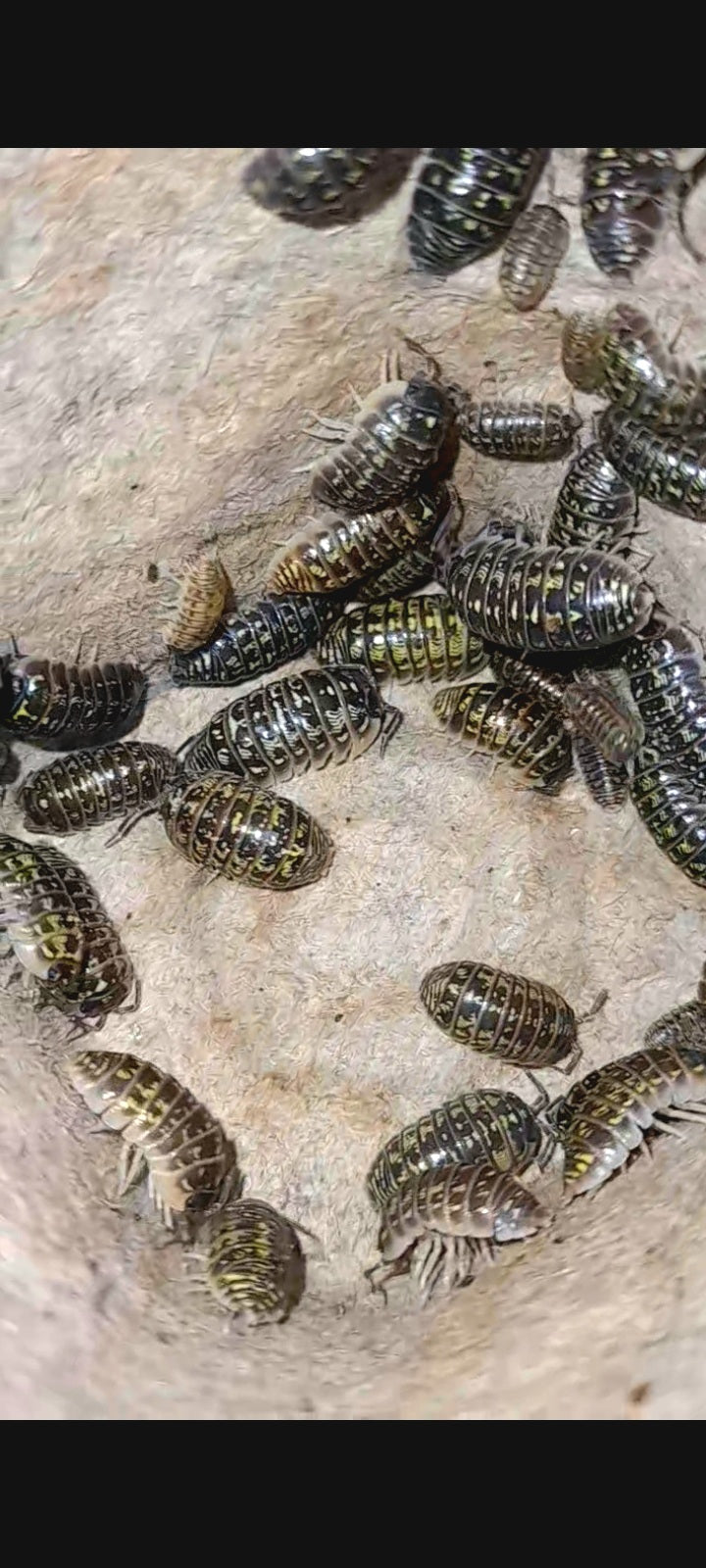 Armadillidium versicolor "Slovenia" Lots de 10