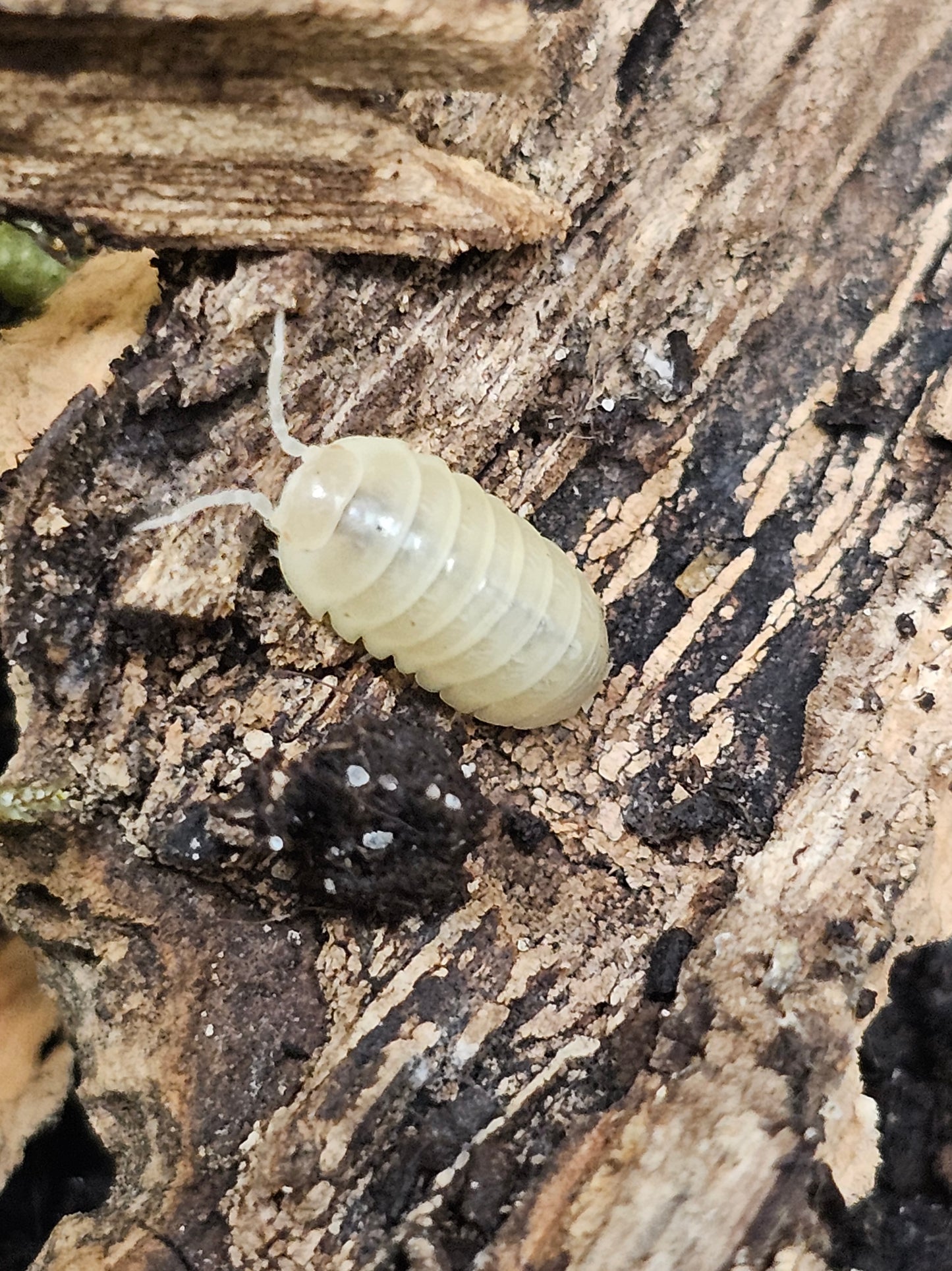 Armadillidium vulgare albinos T-