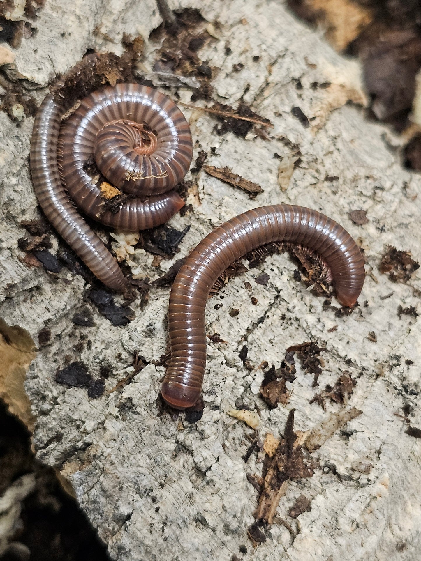 Atopochetus Red Satun