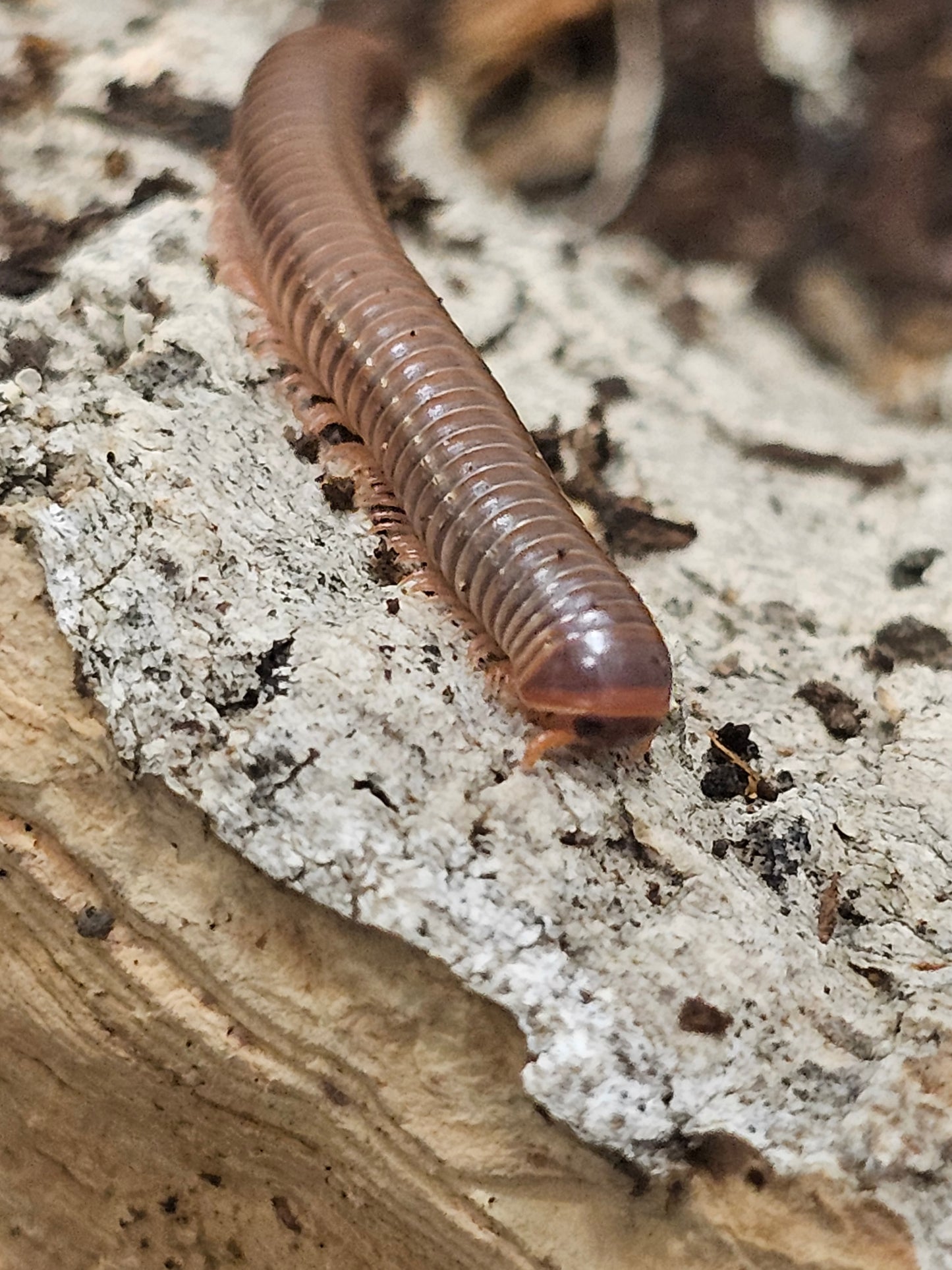 Atopochetus Red Satun