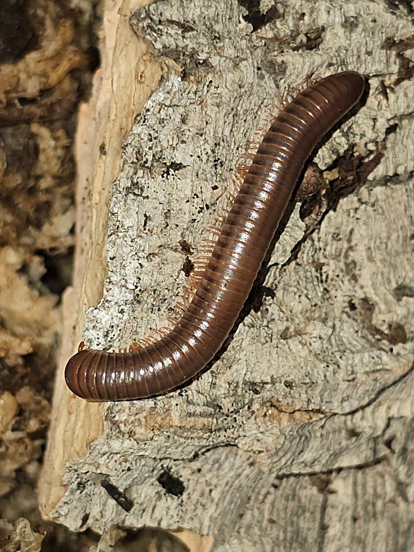 Atopochetus Red Satun