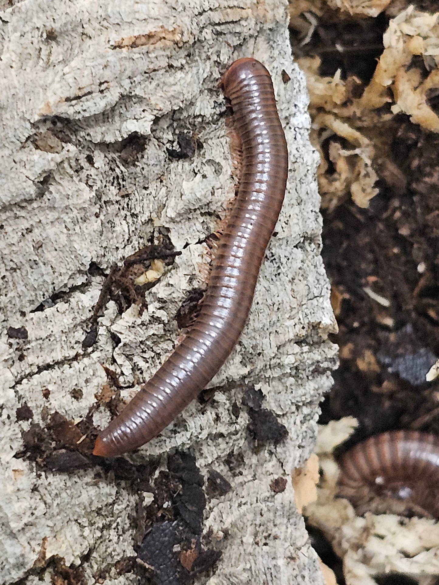 Atopochetus Red Satun