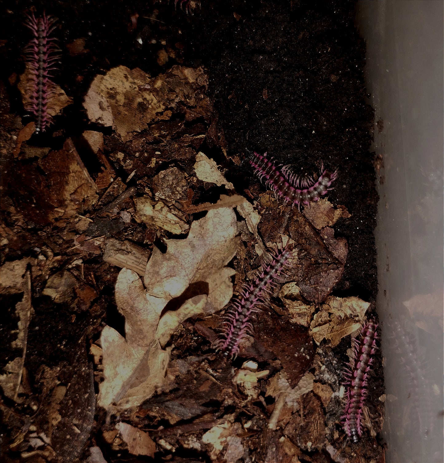 Desmoxytes planata