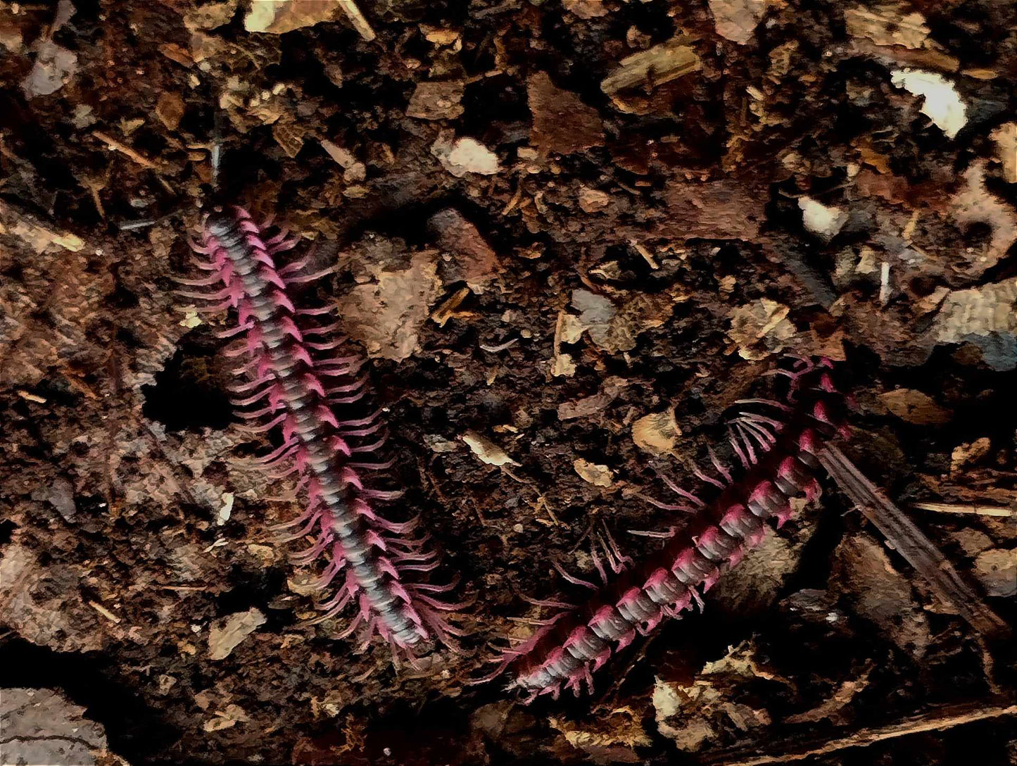Desmoxytes planata