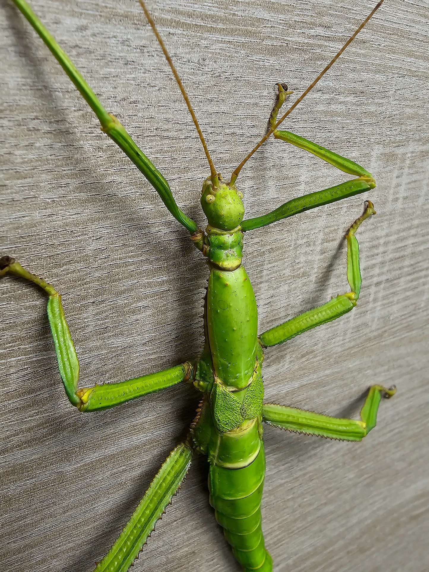 Diapherodes gigantea couple adulte