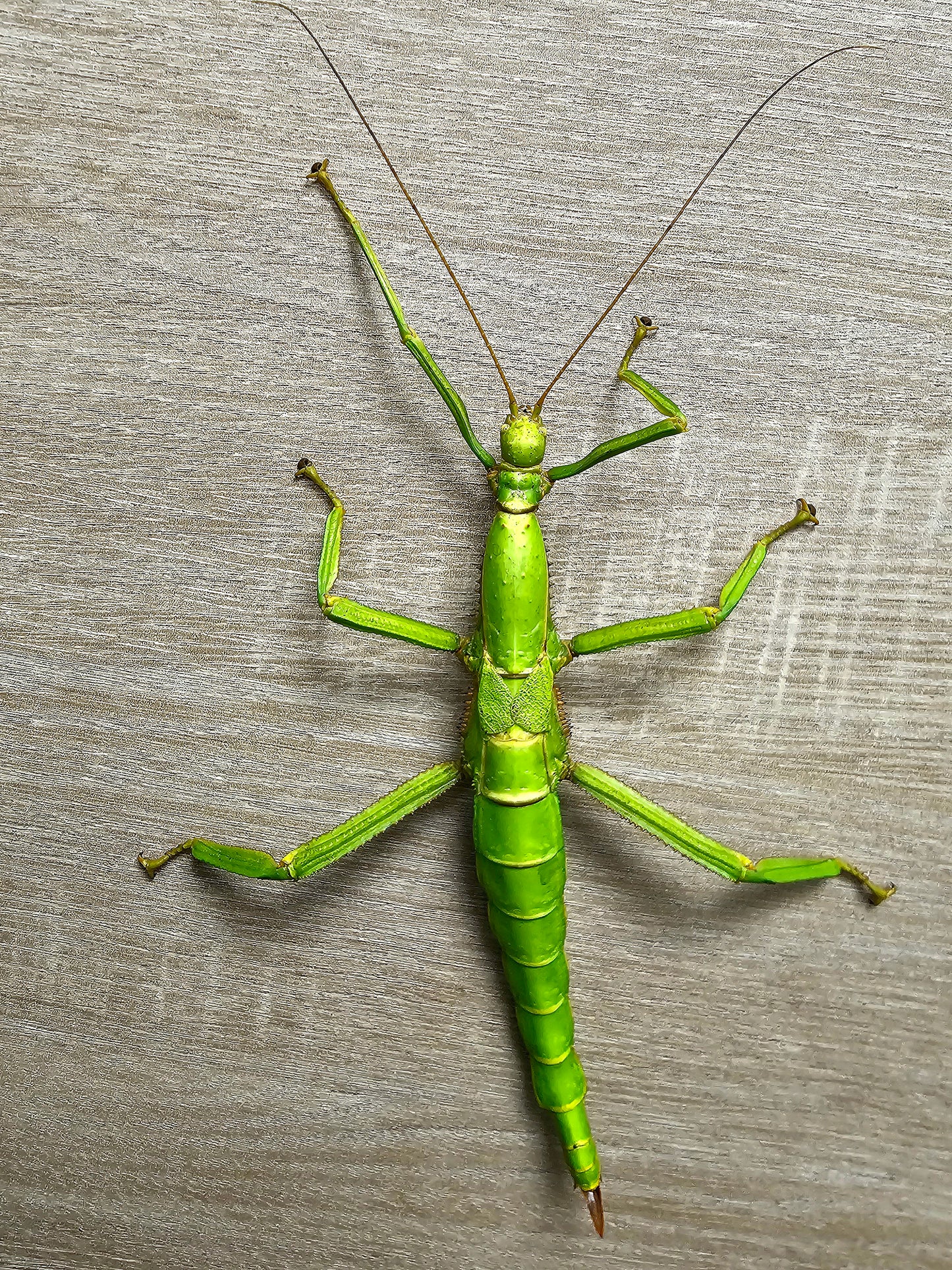 Diapherodes gigantea couple adulte