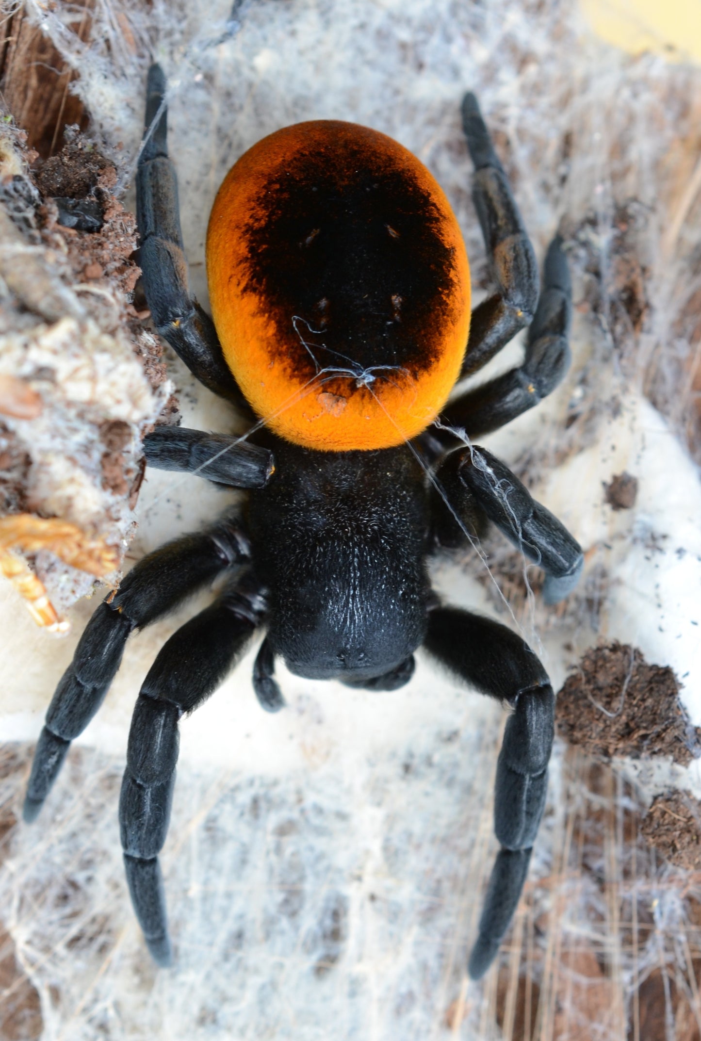 Eresus walckenaeri