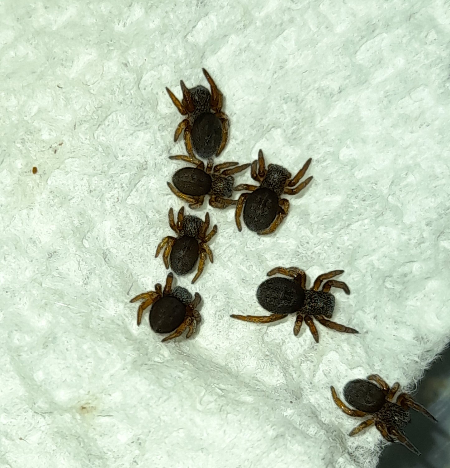 Eresus walckenaeri