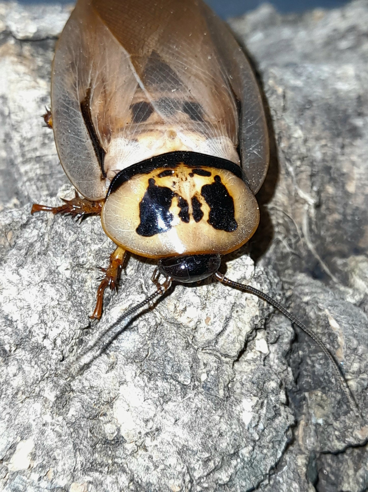 Eublaberus distanti Lots de 10