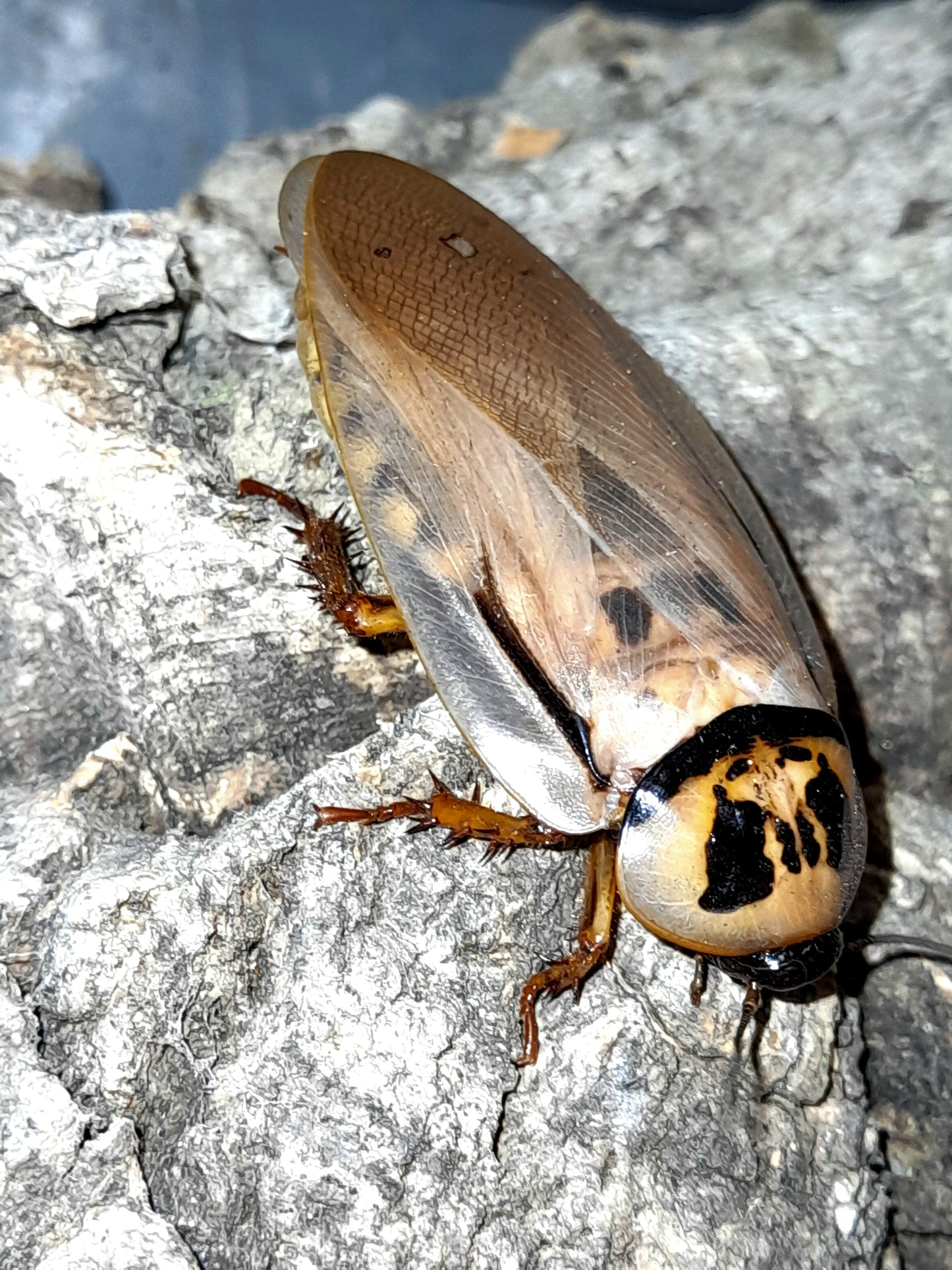 Eublaberus distanti Lots de 10