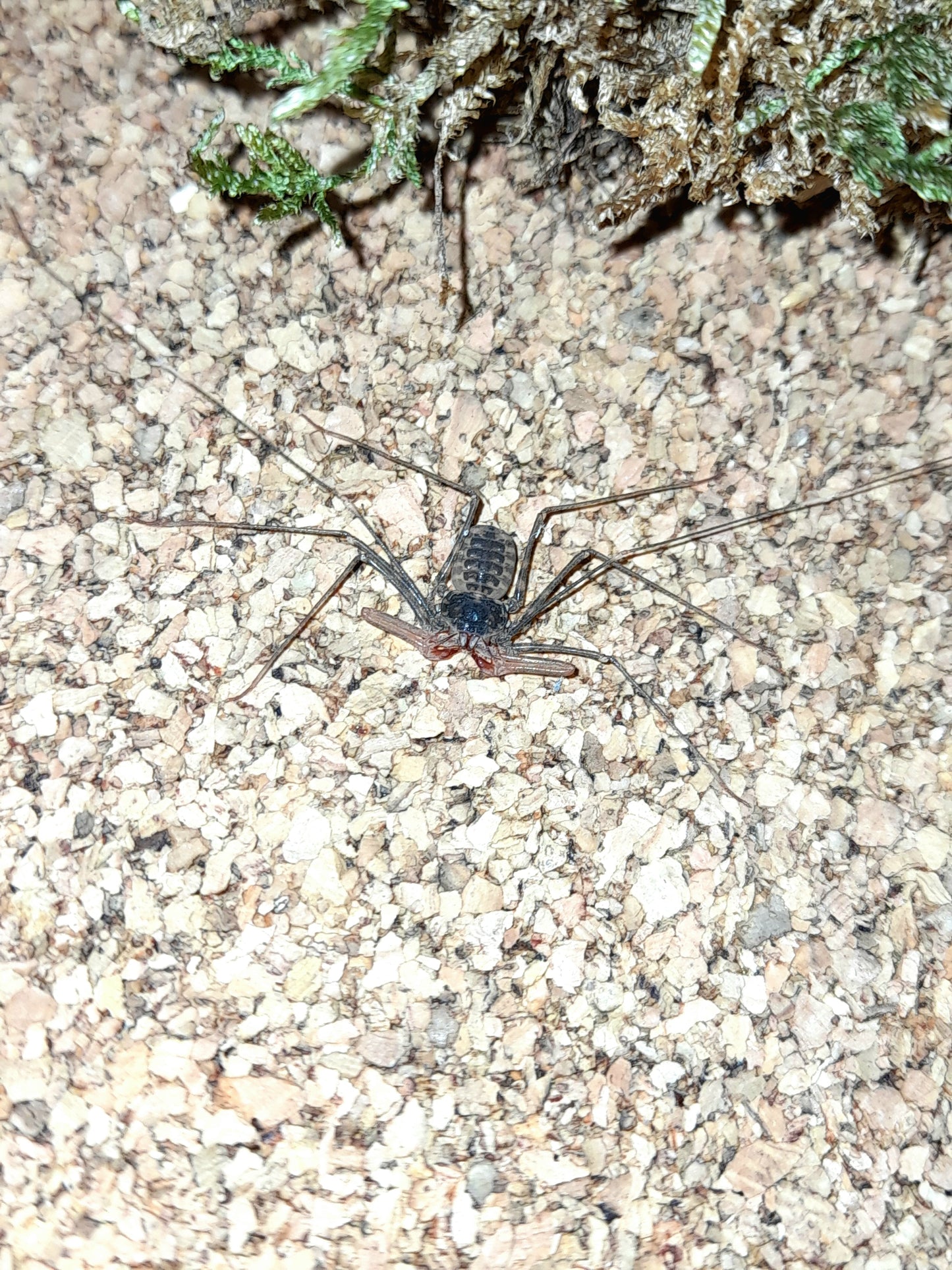 Euphrynichus bacilifer