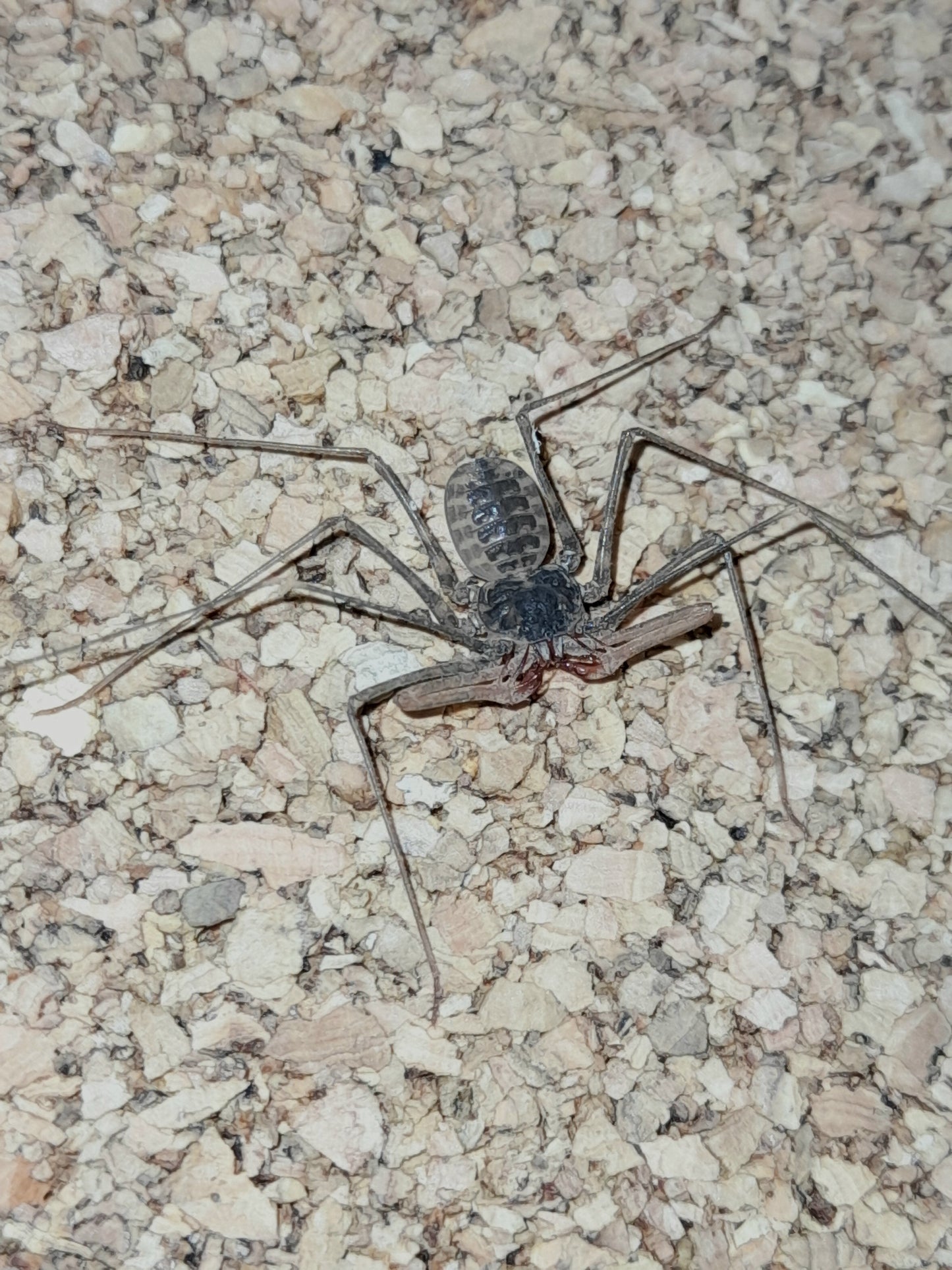 Euphrynichus bacilifer