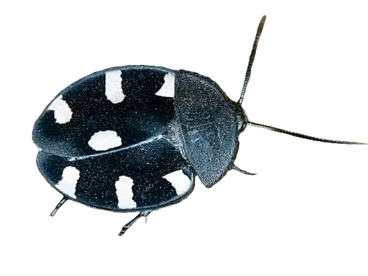 Therea bernhardti