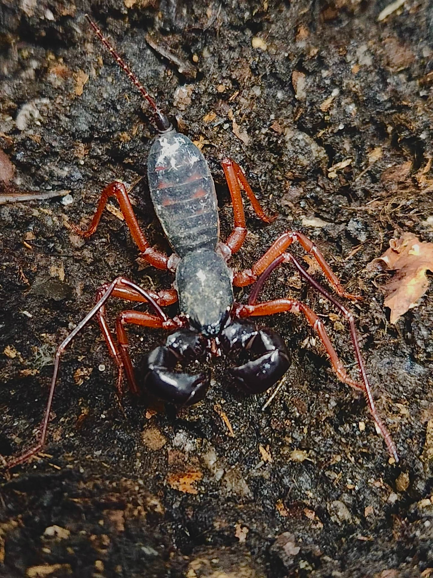 Thelyphonus sp Thaïlande