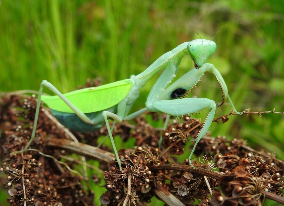 Sphodromantis aurea