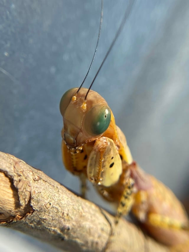 Tarachodula pantherina