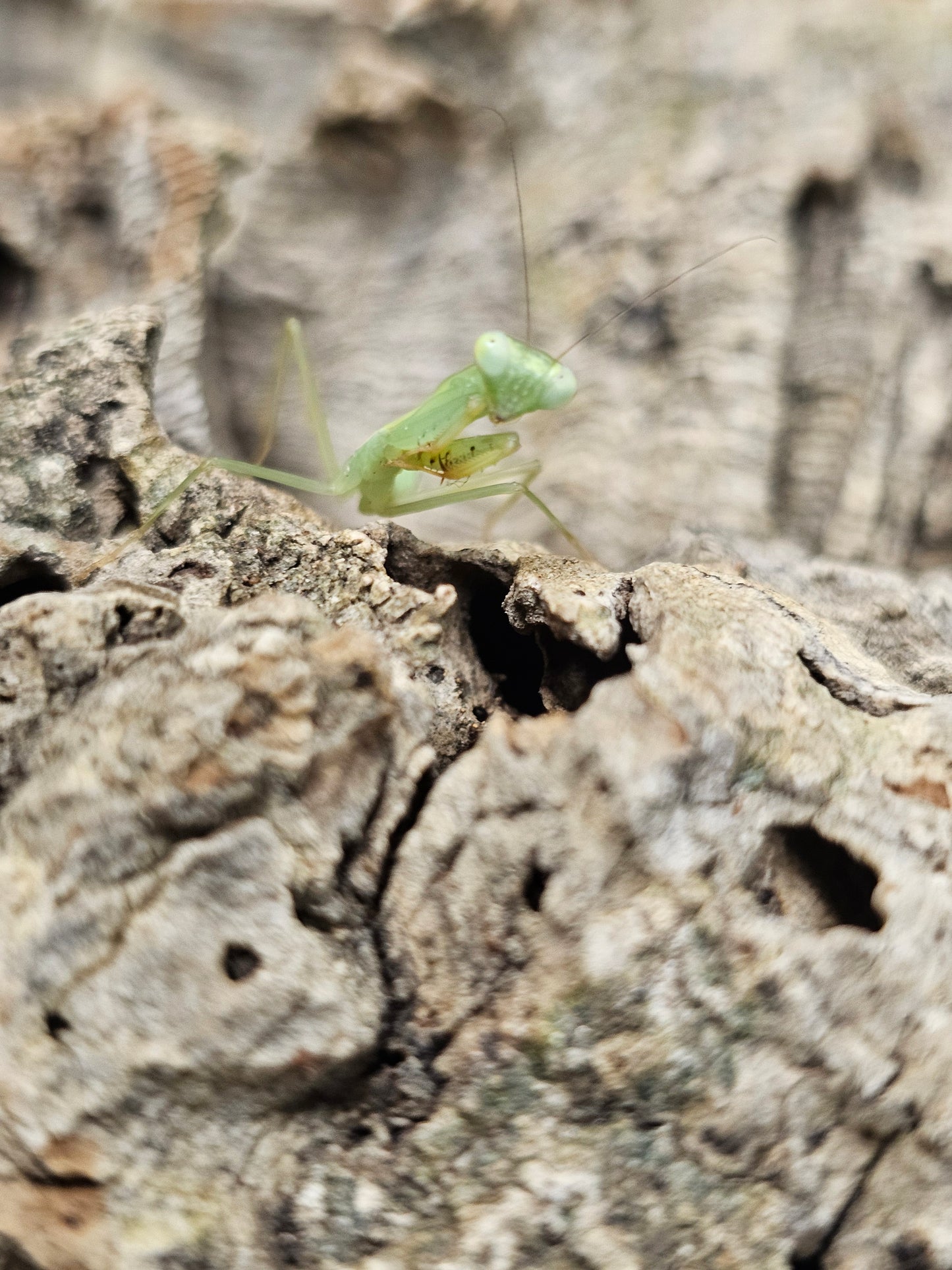 Hierodula venosa