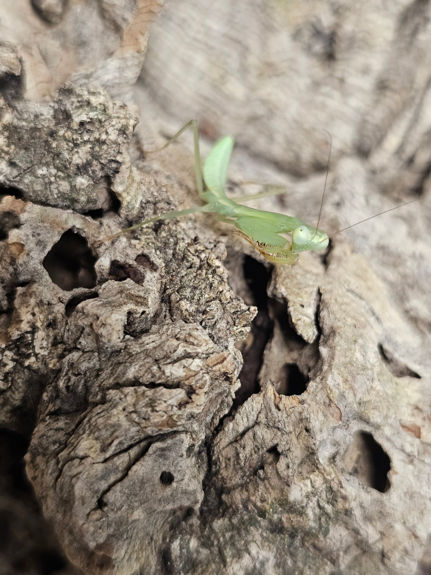 Hierodula venosa