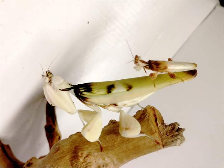 Hymenopus coronatus L4-L5