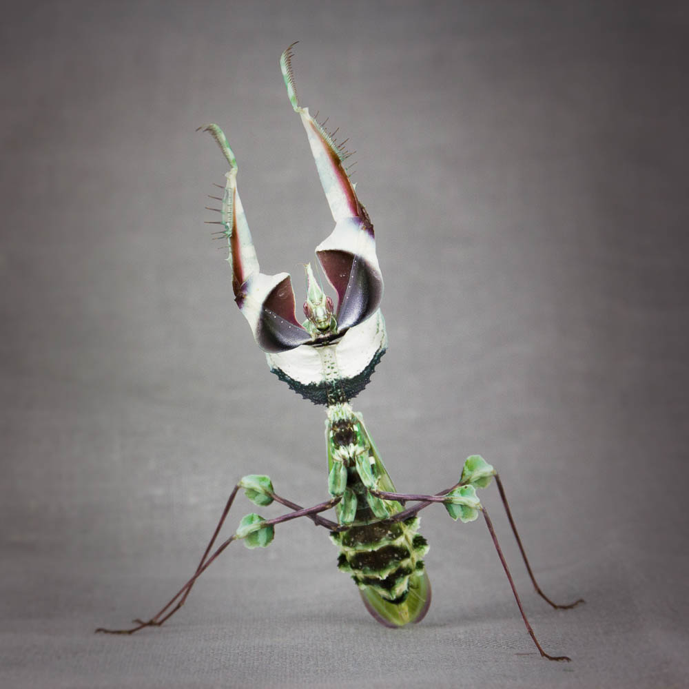 Idolomantis diabolica