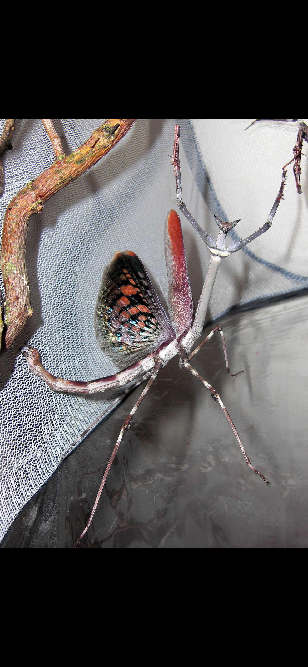 Heterochaeta orientalis