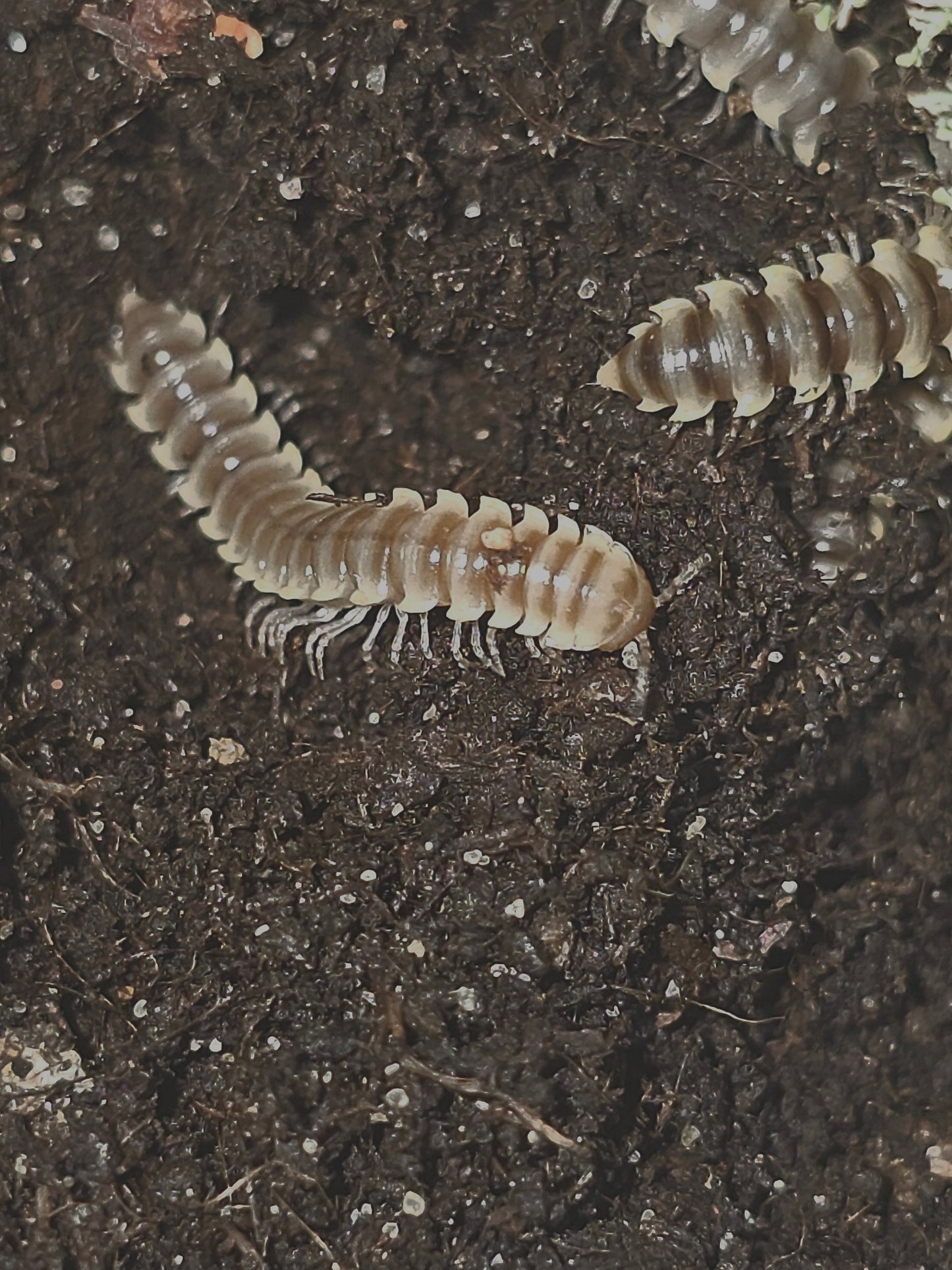 Orthomorpha subkarschi