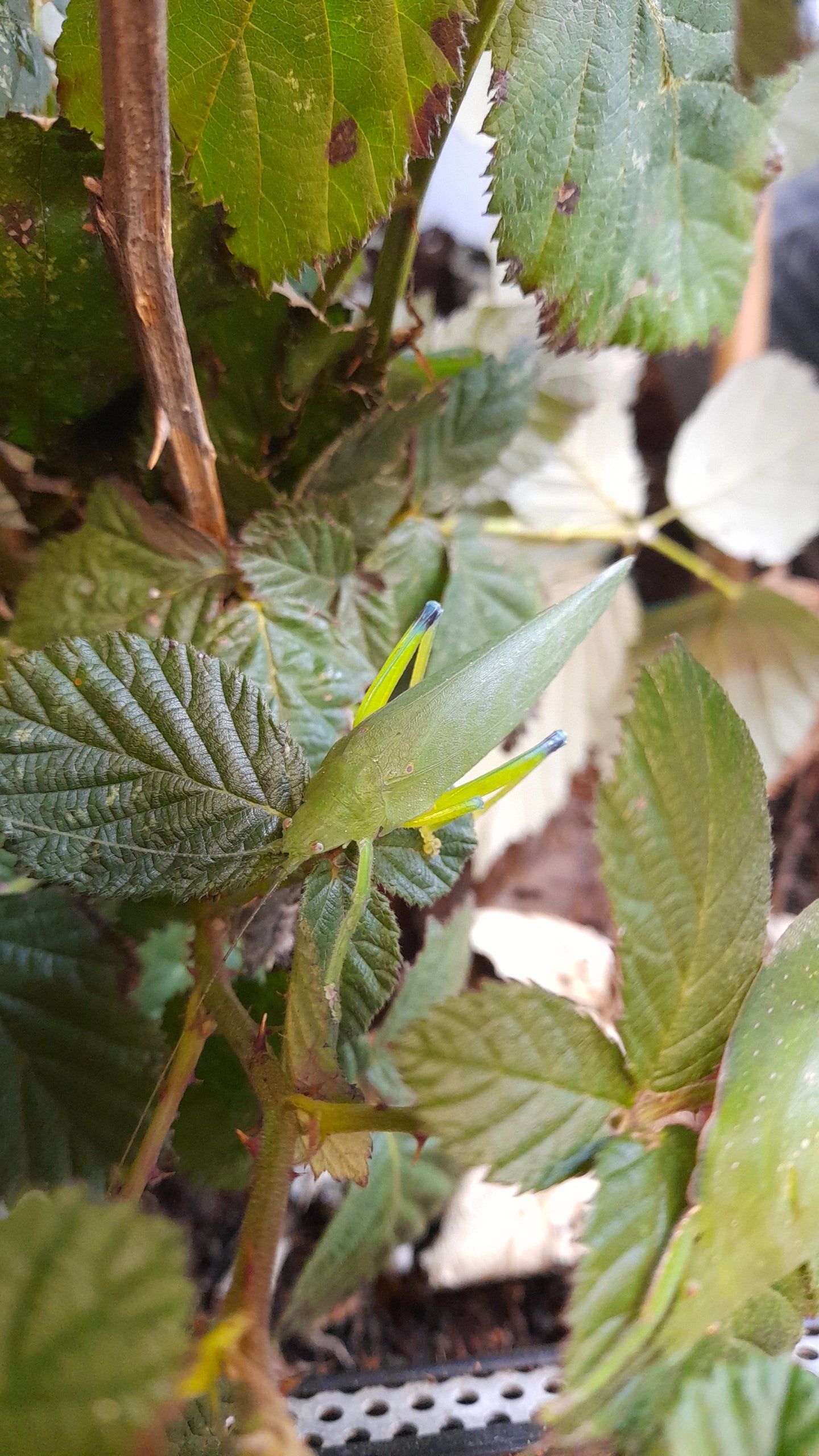 PHYLLOMIMUS SP THAILAND