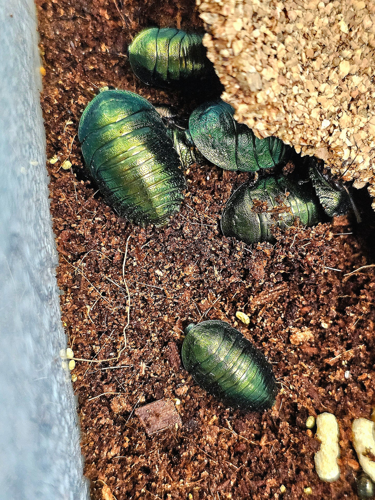 PSEUDOGLOMERIS MAGNIFICA