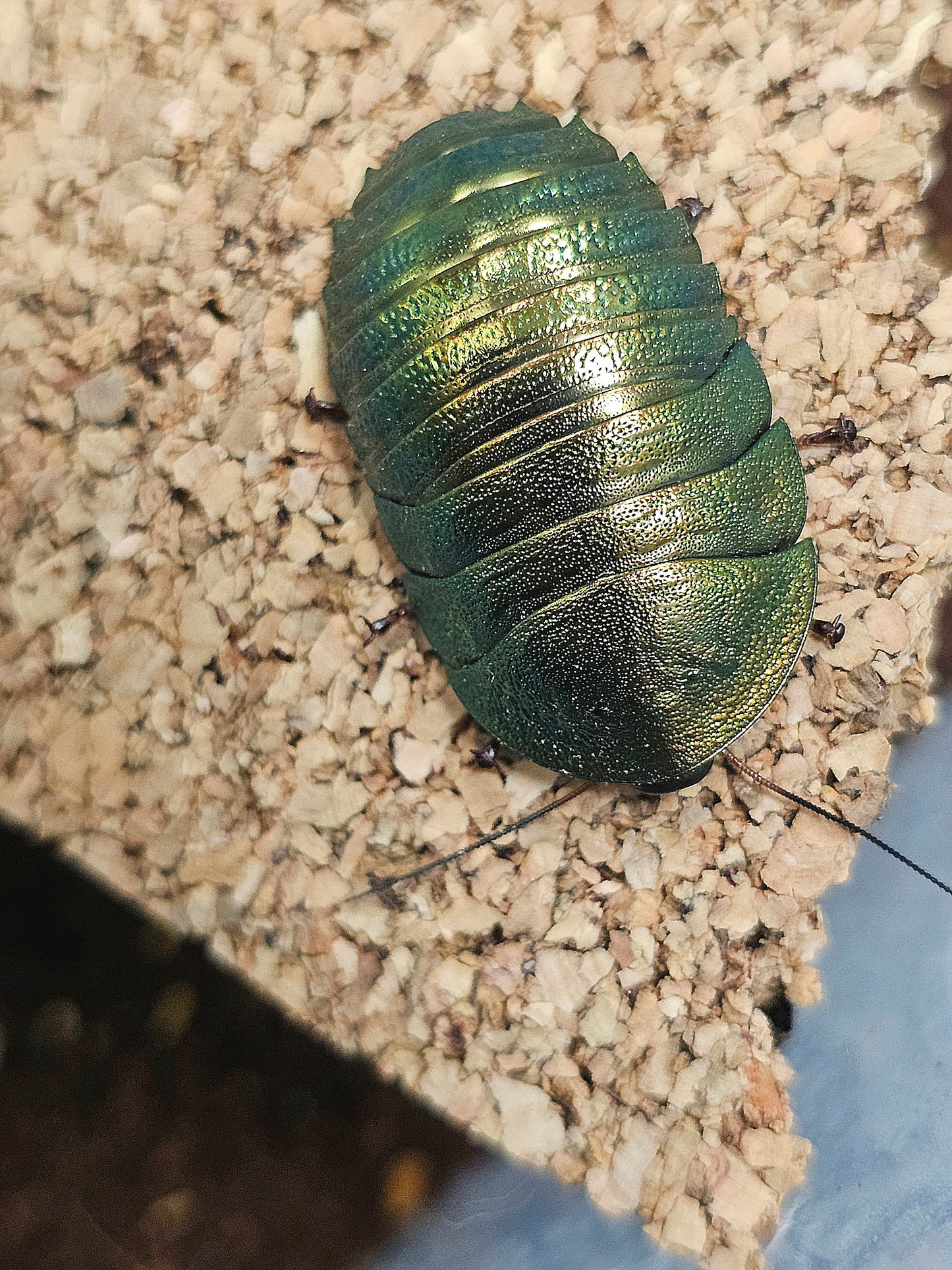 PSEUDOGLOMERIS MAGNIFICA