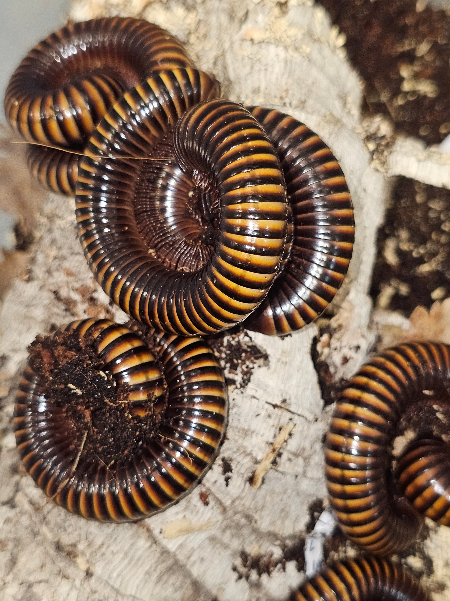 Pelmatojulus ligulatus