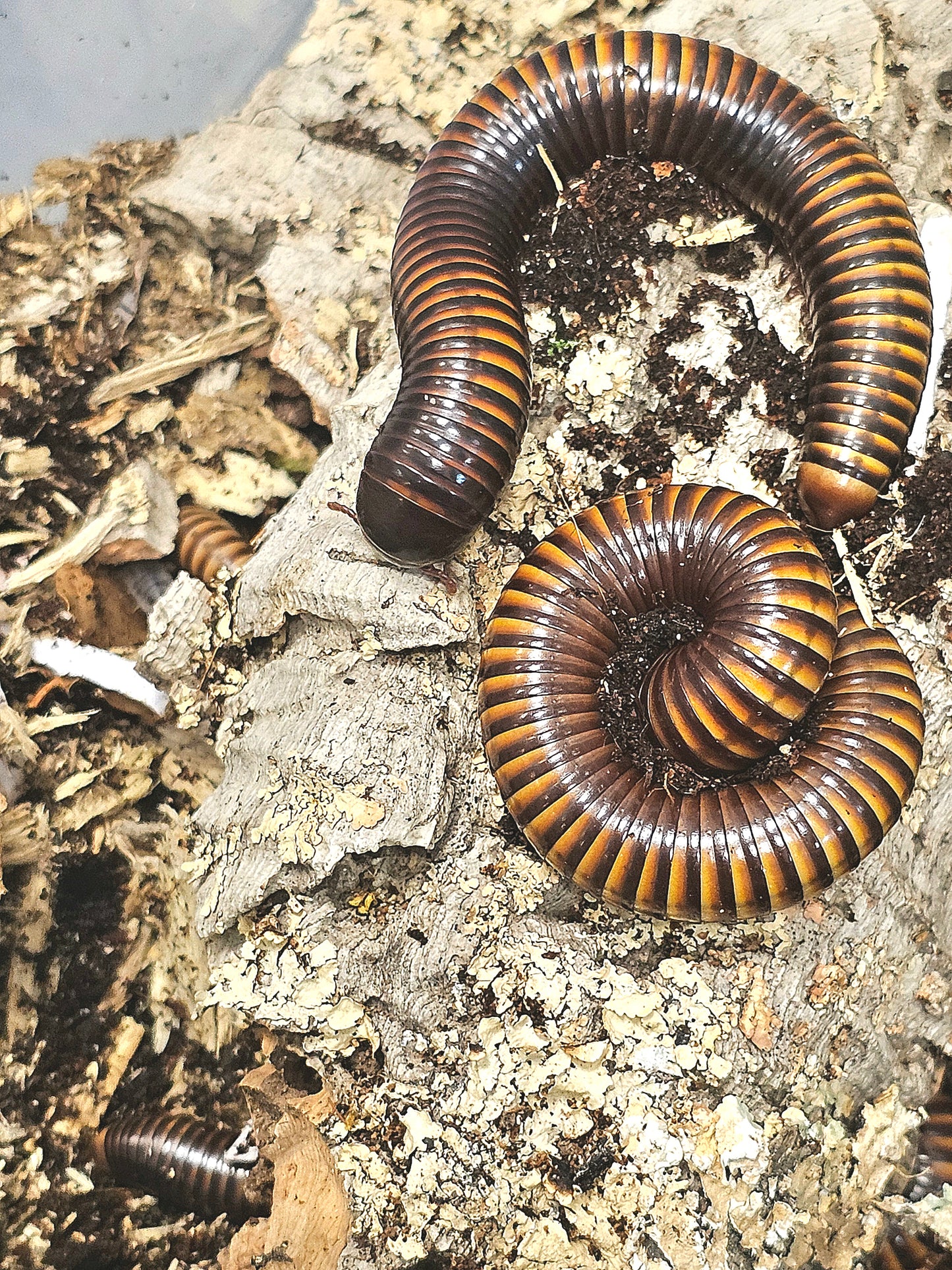 Pelmatojulus ligulatus