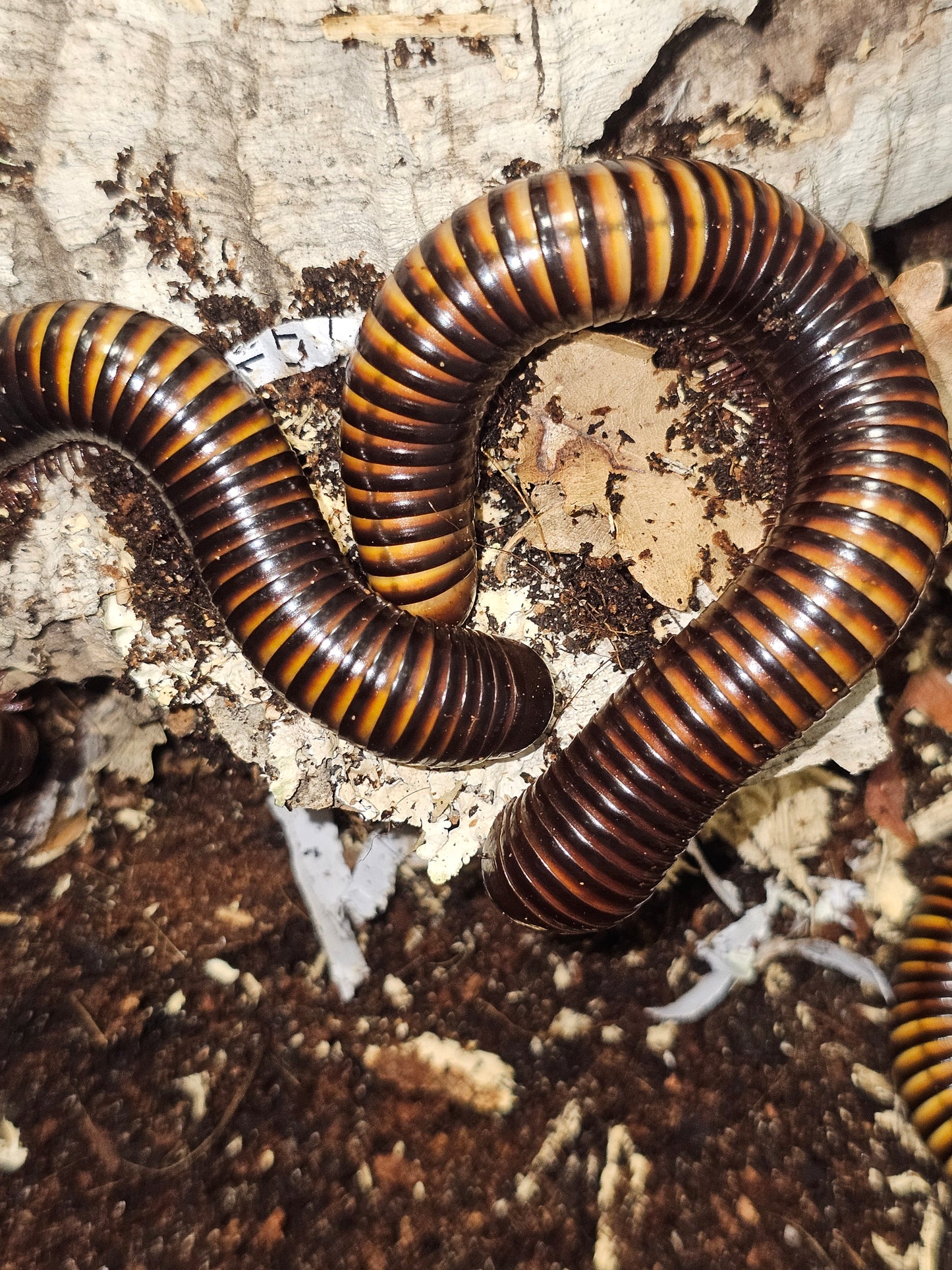Pelmatojulus ligulatus