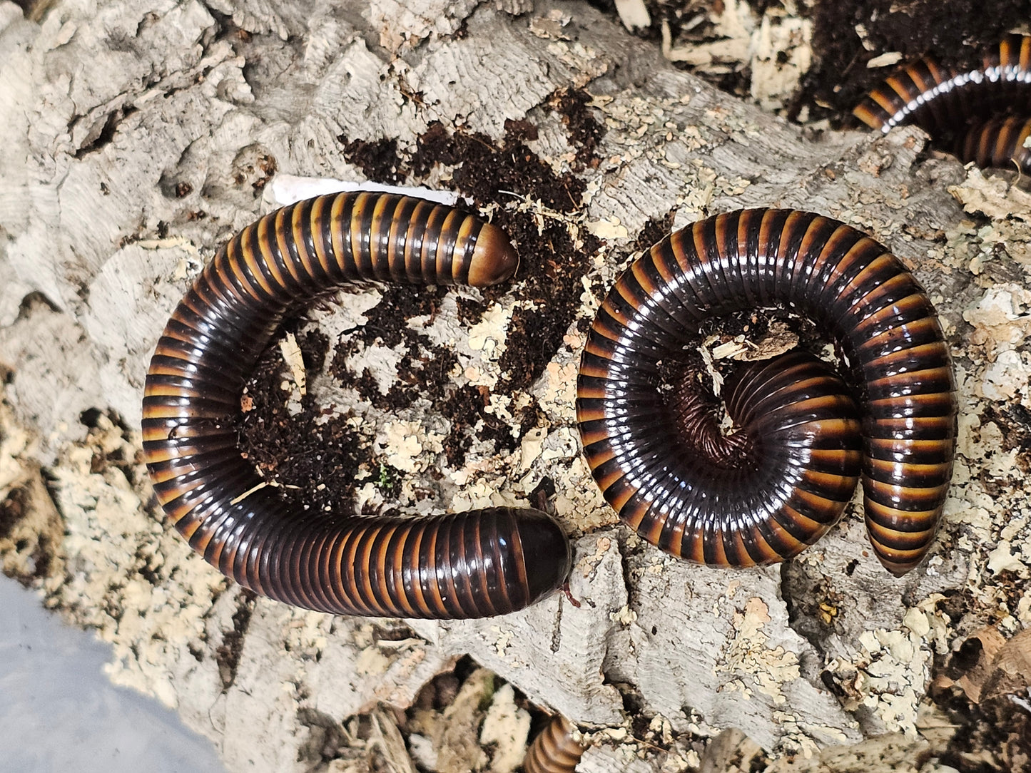 Pelmatojulus ligulatus
