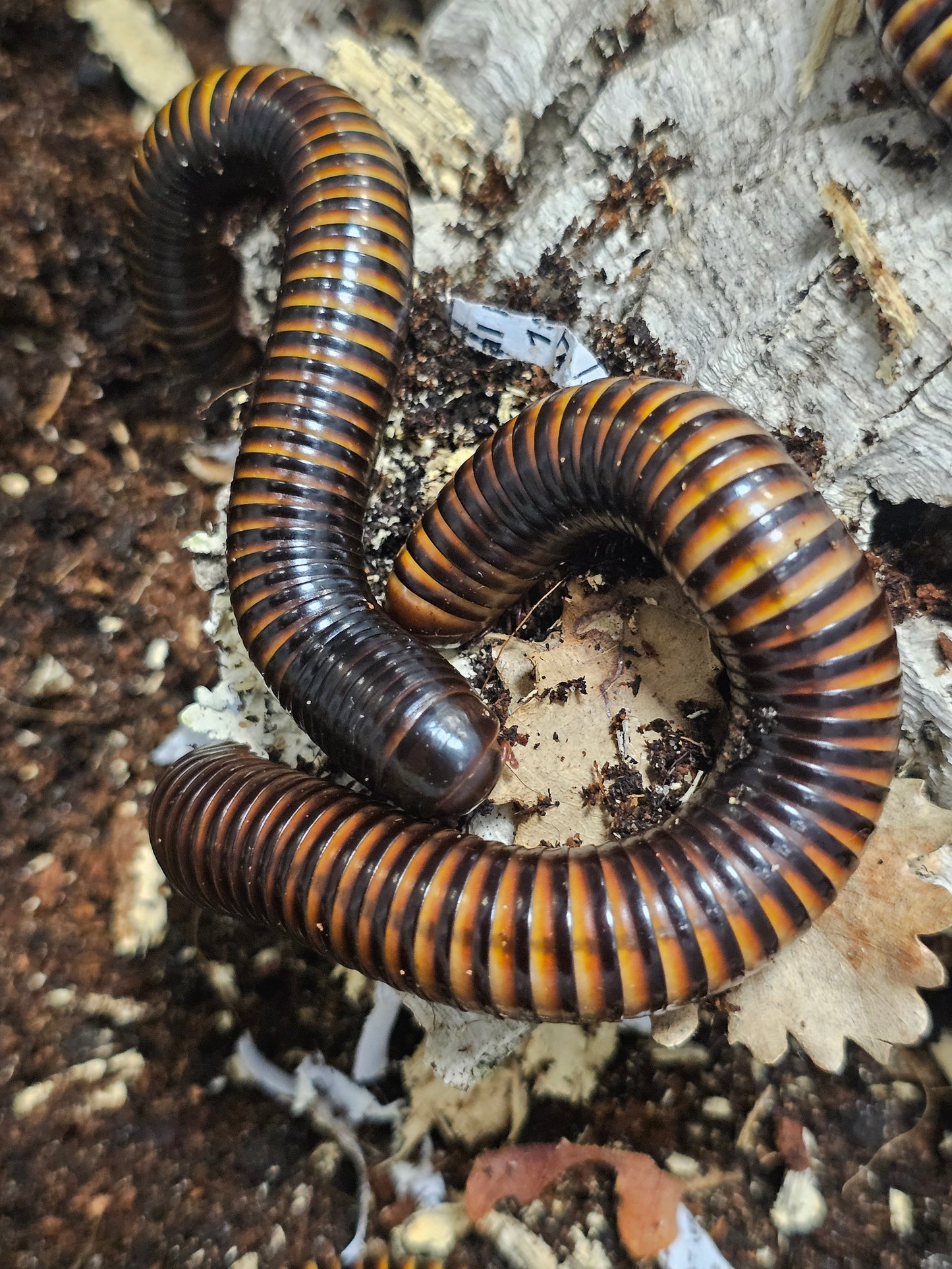 Pelmatojulus ligulatus
