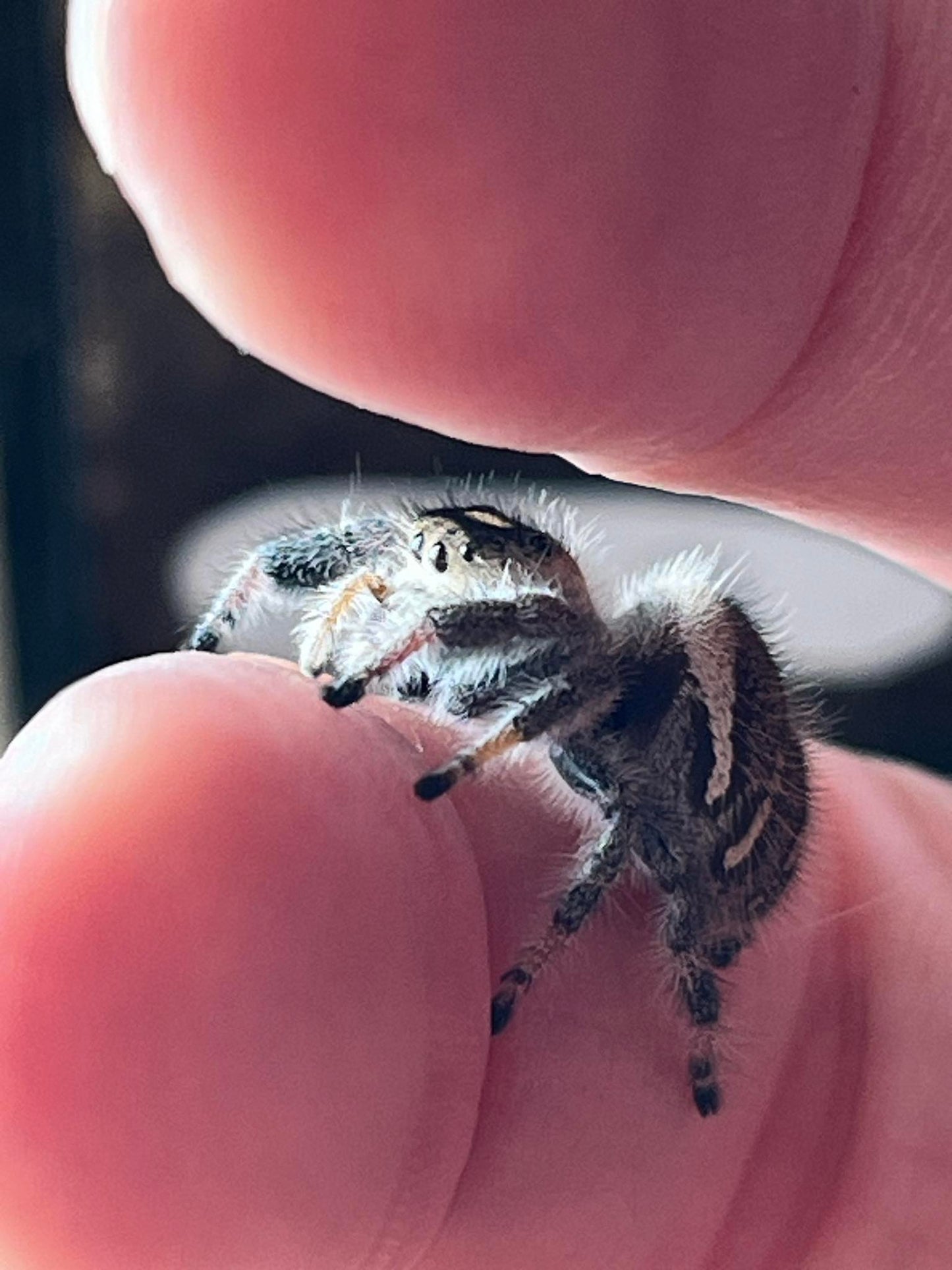 Phidippus regius Bahamas