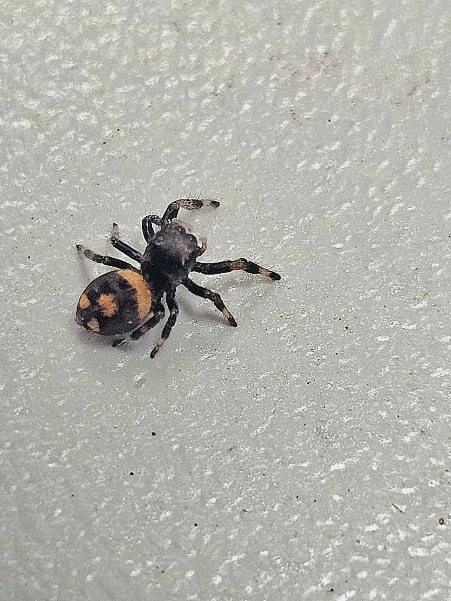 Phidippus regius Dos gardenias