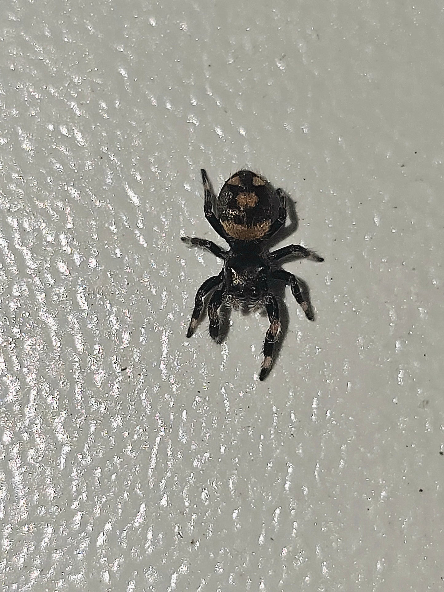 Phidippus regius Dos gardenias