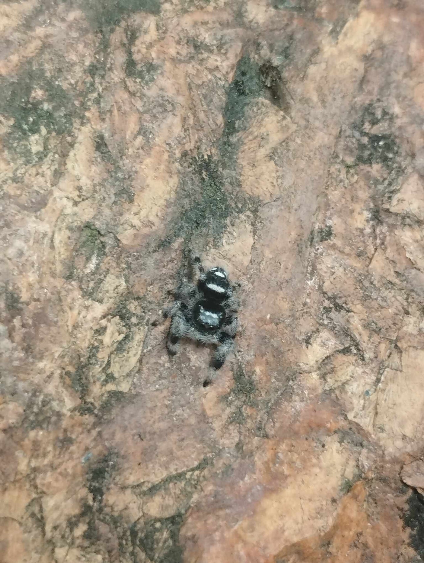 Phidippus regius Florida