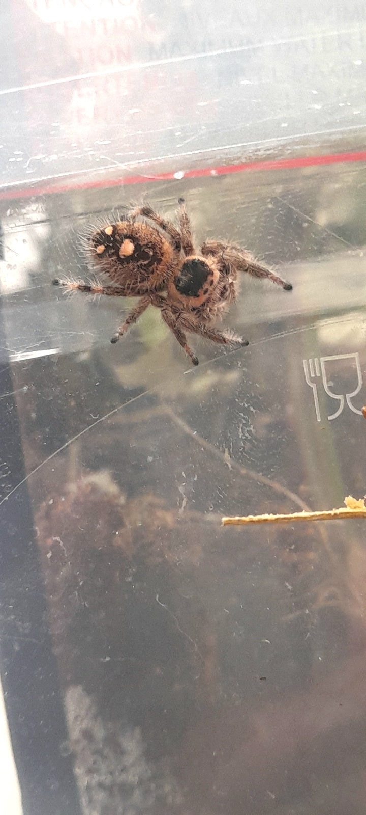 Phidippus regius Florida