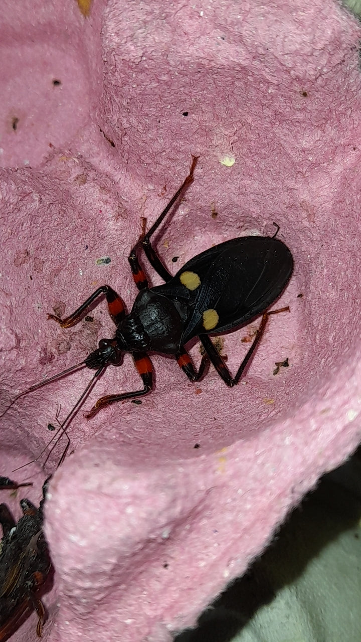 Platymeris guttatipennis Lots de 4