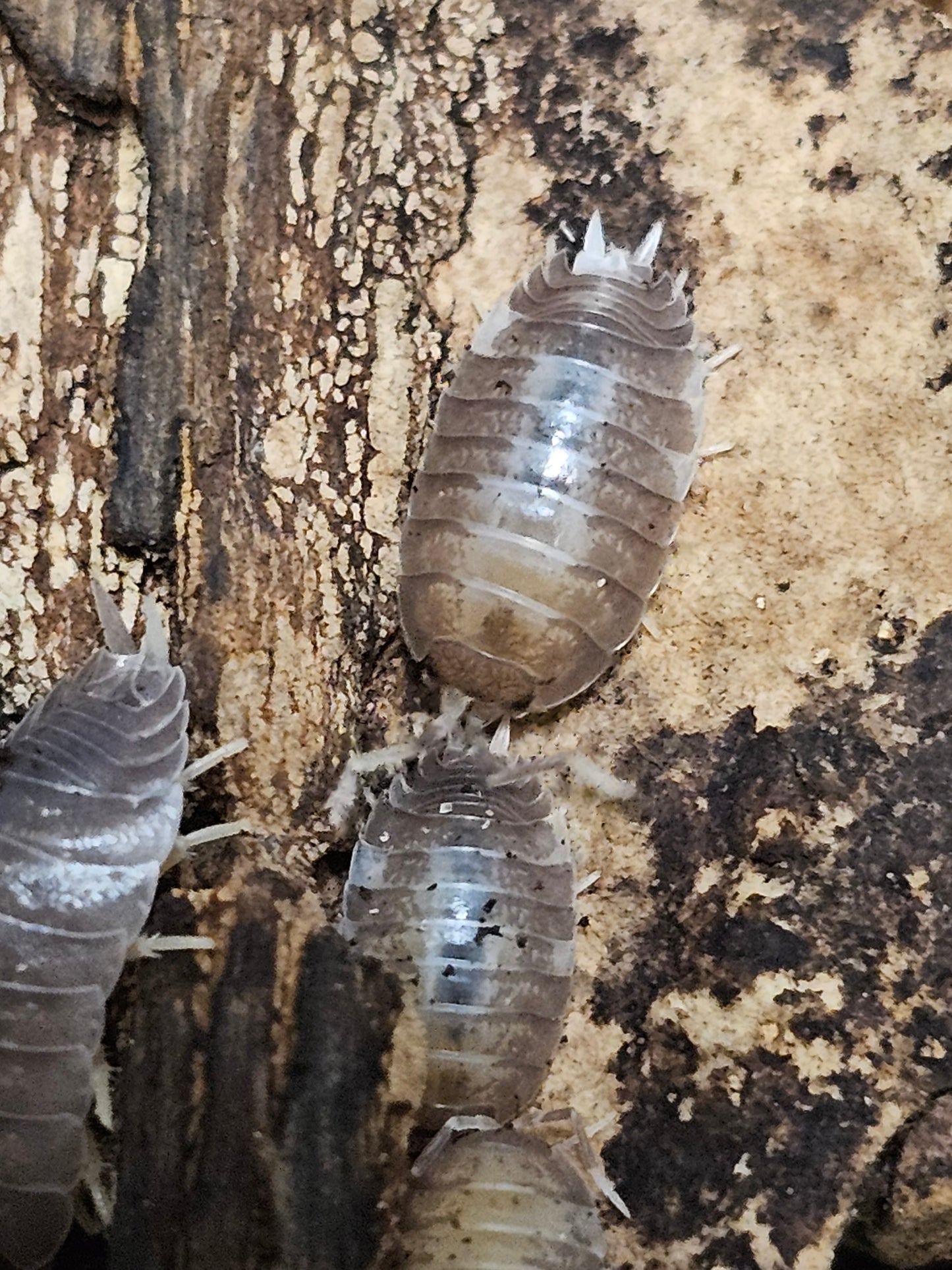 Porcellio laevis Milk Back