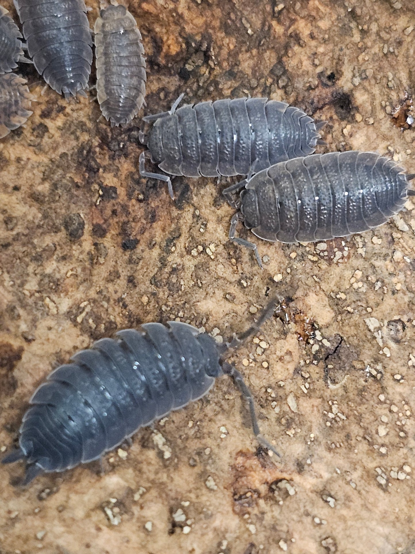 Porcellio scaber