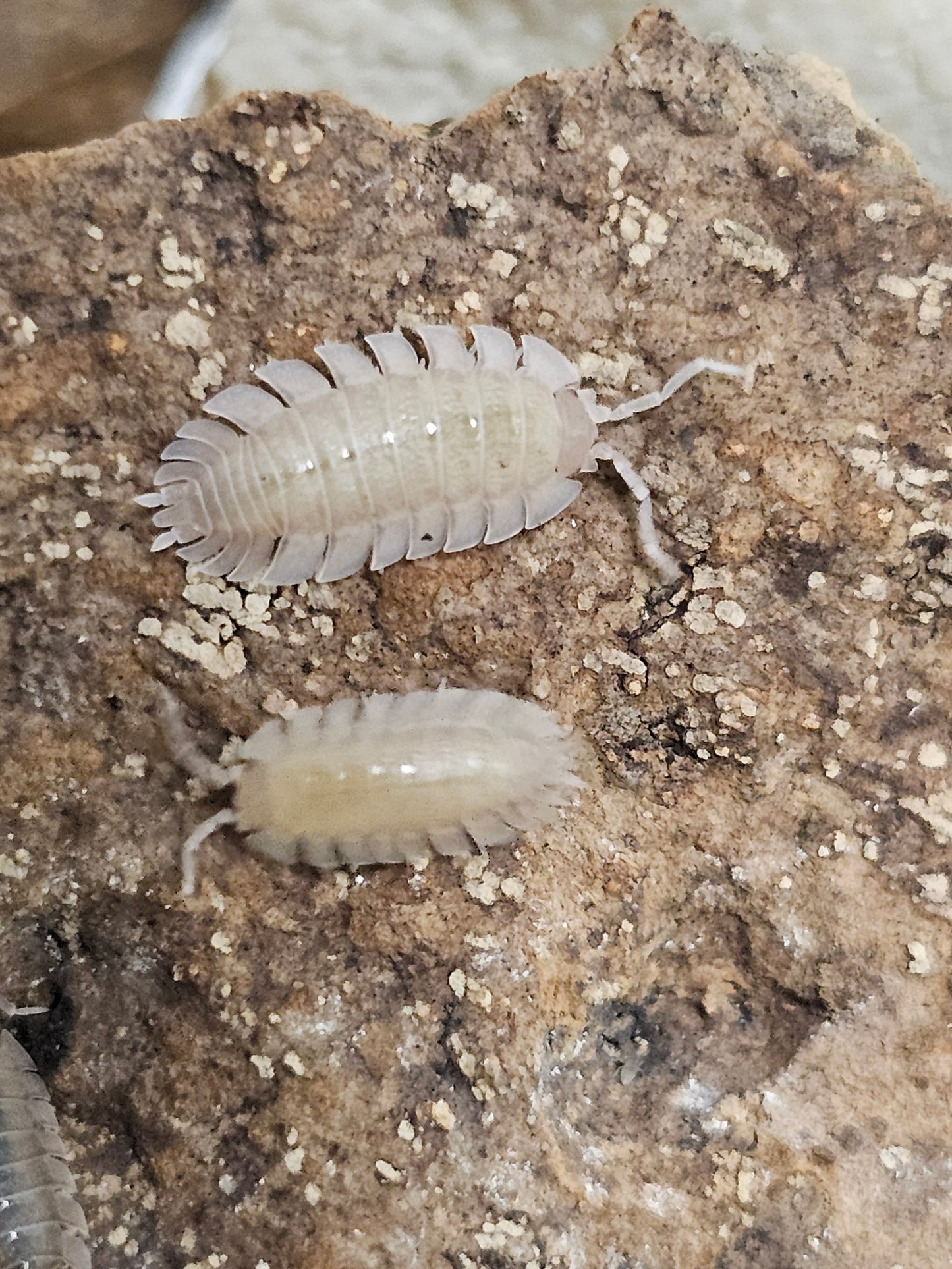 Porcellio Spatulatus White Lots de 5