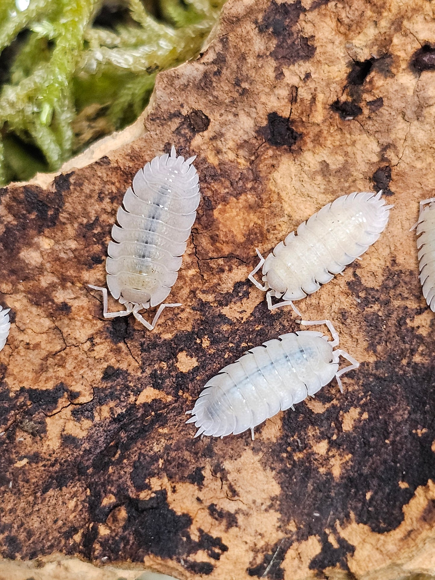 Porcellio baeticensis Lots de 10