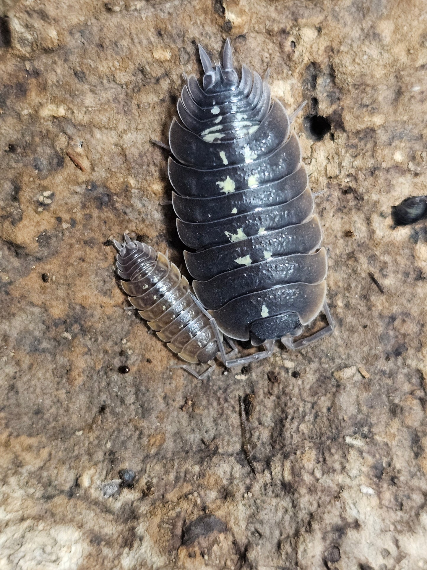 Porcellio duboscqui troglophila Lots de 5