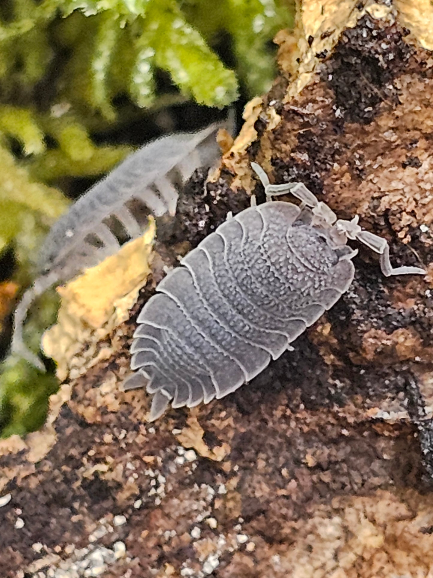 Porcellio echinatus Lots de 10