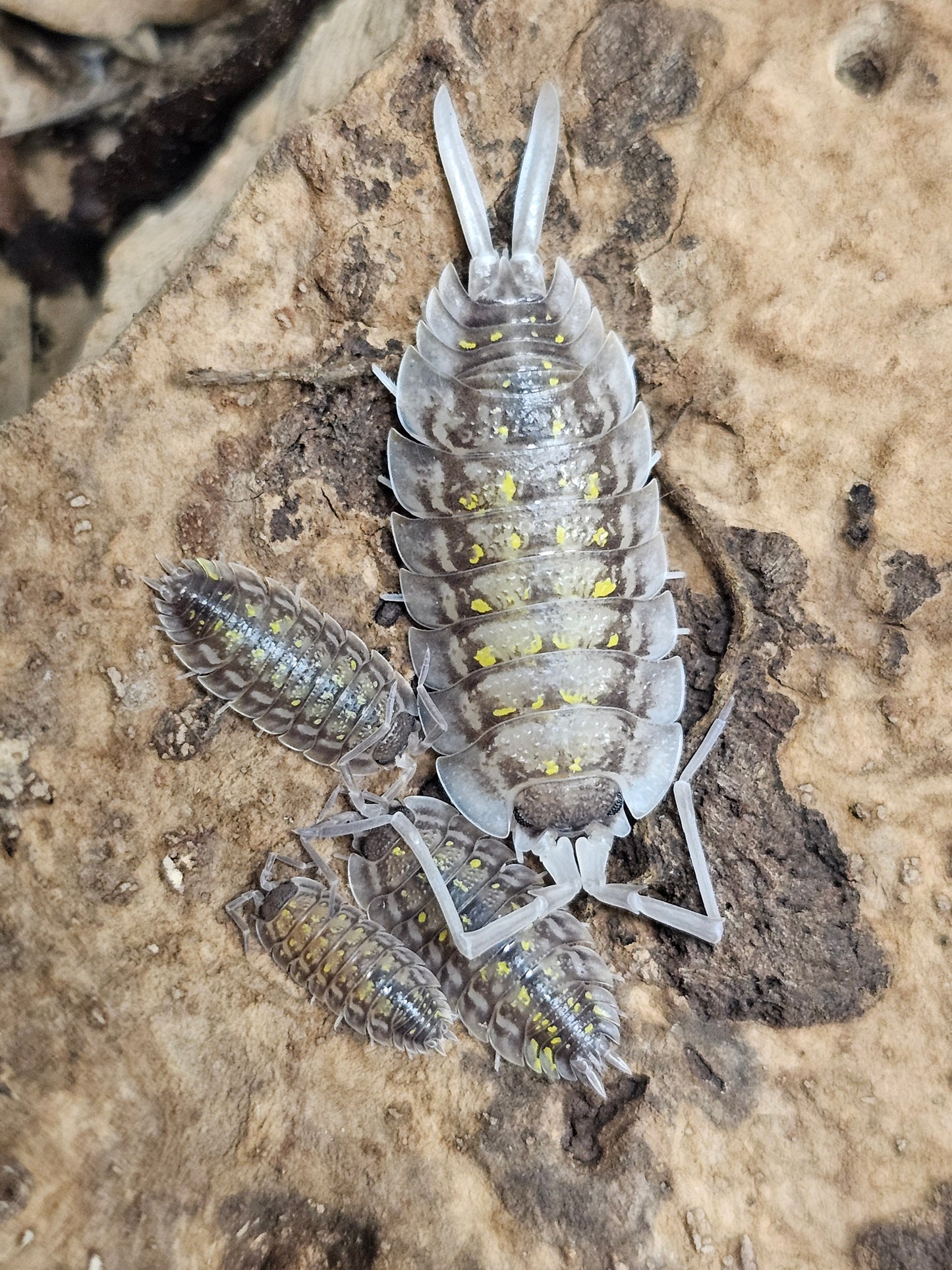 Porcellio haasi bright form Lots de 5