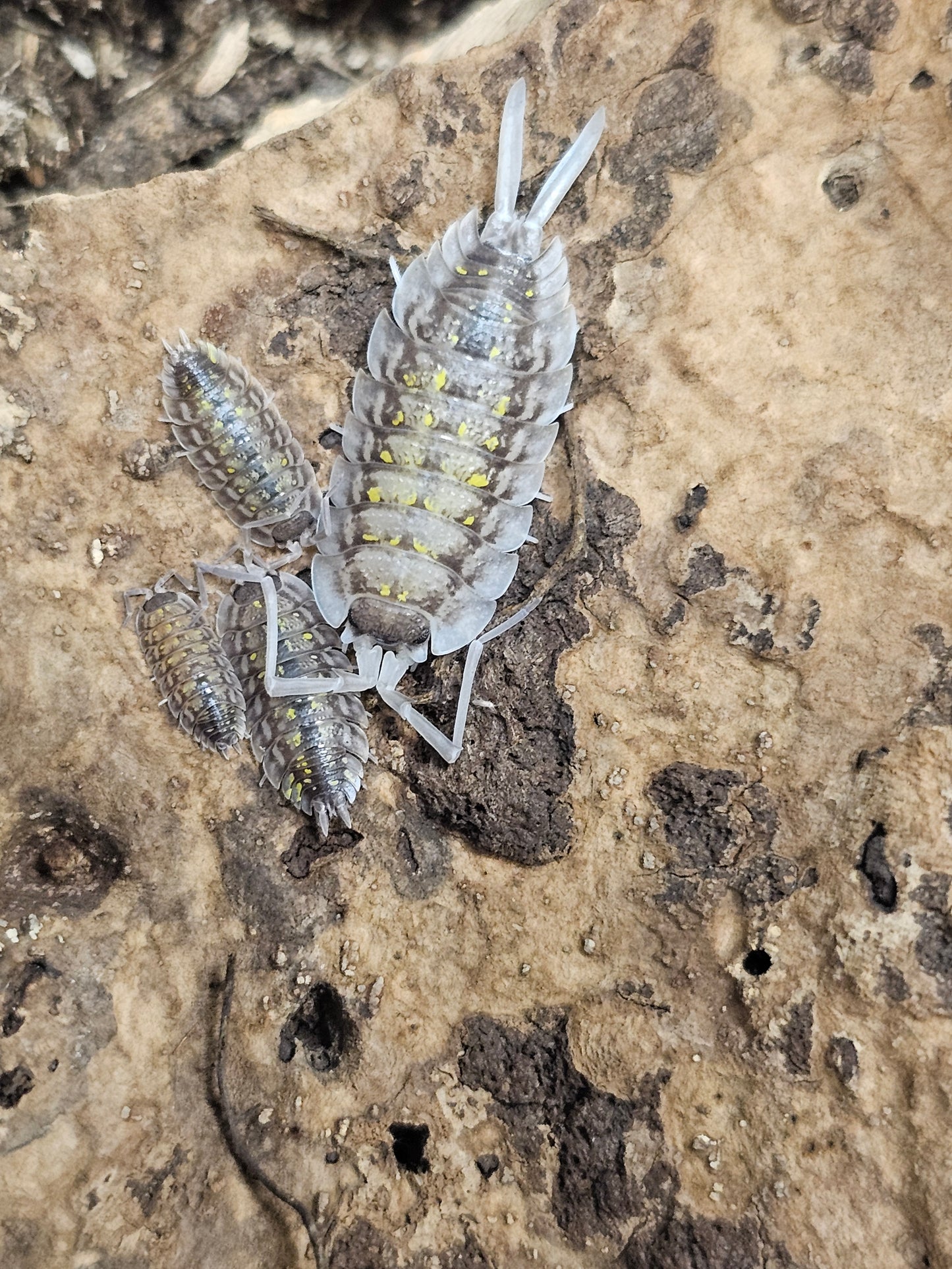 Porcellio haasi bright form Lots de 5